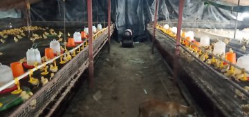 溫度越來越低，養(yǎng)殖場(chǎng)需要溫暖嘍